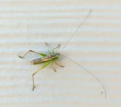 Prairie Meadow Katydid thumbnail 2