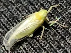 Chloriona sicula thumbnail 4
