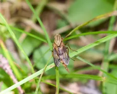 Arthropeas americana thumbnail 4