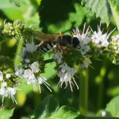 Flat-collared Beewolf thumbnail 1