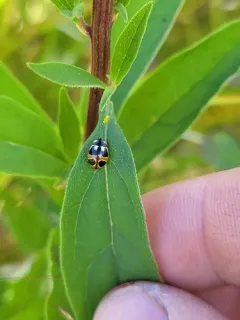 Hieroglyphic Lady Beetle thumbnail 4