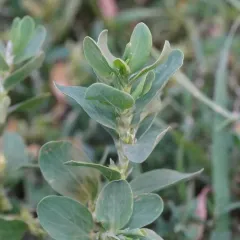 Leathery Knotweed thumbnail 4