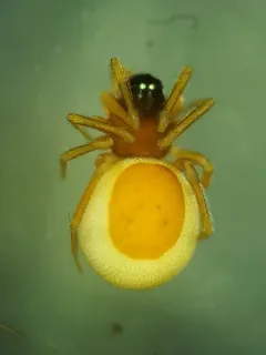Ceraticelus fissiceps thumbnail 4