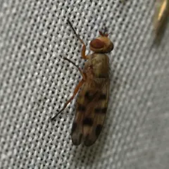 Melieria ochricornis thumbnail 2