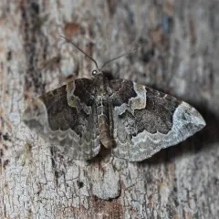 Northwestern Phoenix Moth thumbnail 2