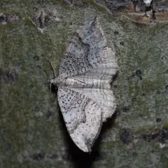 Alpine Zenophleps thumbnail 3