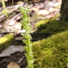Denseflower Rein Orchid thumbnail 3