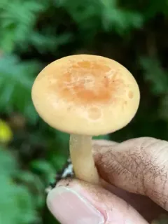 Yellow-stained funnel cap thumbnail 4