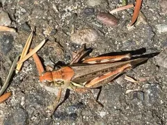 Devastating Grasshopper thumbnail 2