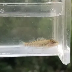 Rainbow Darter thumbnail 4