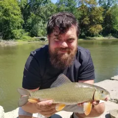 Golden Redhorse thumbnail 2