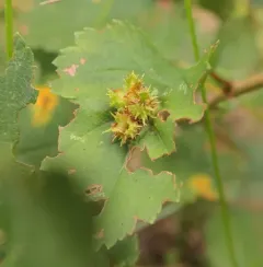 Dasineura crataegibedeguar thumbnail 3