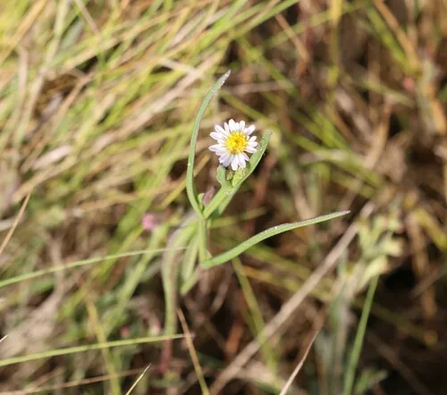 Perennial Saltmarsh Aster
