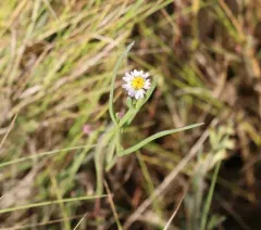 Perennial Saltmarsh Aster thumbnail 1
