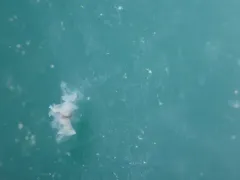 Hanging Stomach Jelly thumbnail 3