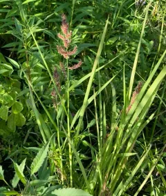 rough barnyard grass thumbnail 4