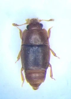 Carpophilus marginatus thumbnail 2