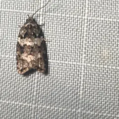 Eastern Black-headed Budworm Moth thumbnail 2