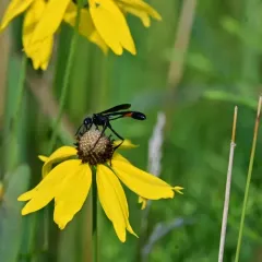 Ammophila nigricans thumbnail 4