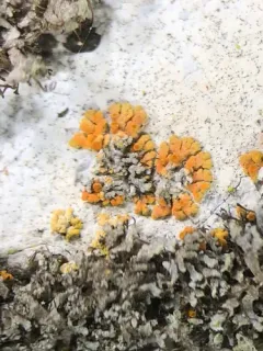 Rock Jewel Lichen thumbnail 2