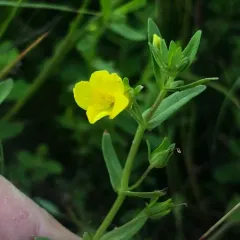 golden hedge-hyssop thumbnail 3