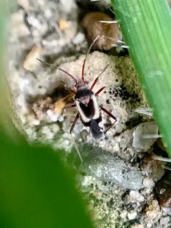 Spotted Spurge Mirid thumbnail 4