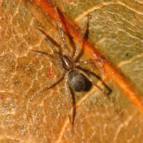 Phrurotimpus borealis