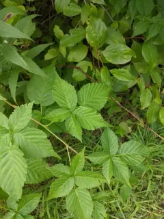 Yankee Blackberry thumbnail 2