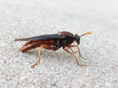 golden mydas fly thumbnail 2