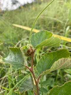 Filbert Bud Mite thumbnail 2