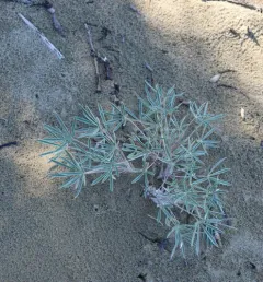 Yukon Lupine thumbnail 3