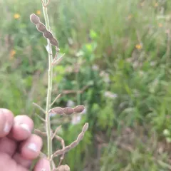 Illinois tick-trefoil thumbnail 2