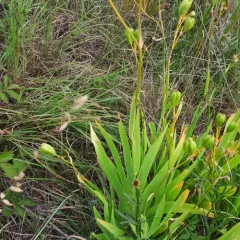 Blackberry Lily thumbnail 3