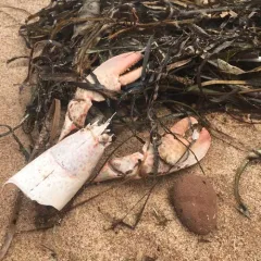 American Lobster thumbnail 4