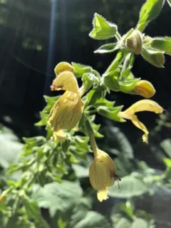 Sticky Sage thumbnail 3