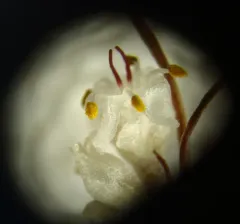 Clover Dodder thumbnail 4
