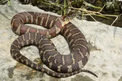 Common Watersnake thumbnail 4
