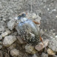 Rhantus consimilis thumbnail 2