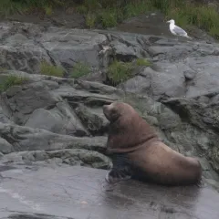 Steller Sea Lion thumbnail 4