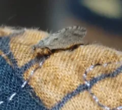 Micromus variolosus thumbnail 4