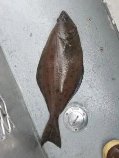 Arrowtooth Flounder thumbnail 3