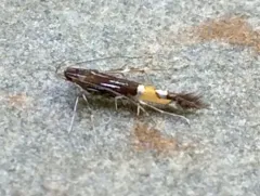 Cosmopterix montisella thumbnail 2