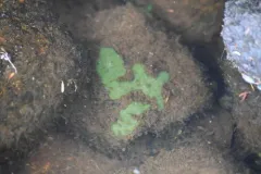 Corvospongilla novaeterrae thumbnail 2