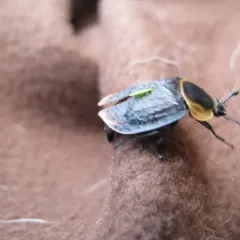 American Carrion Beetle thumbnail 2