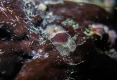 Notocomplana sanguinea thumbnail 3