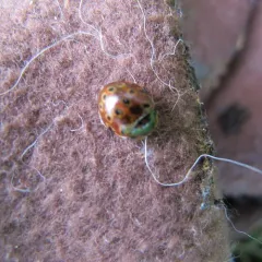 Eye-spotted Lady Beetle thumbnail 1