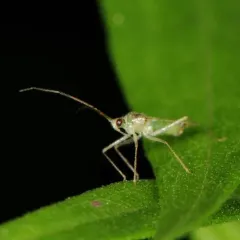 Hyaliodes vitripennis thumbnail 4