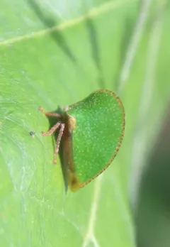 Archasia auriculata thumbnail 1