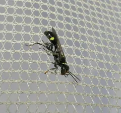 Mellinus bimaculatus thumbnail 2
