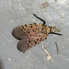 Spotted Lanternfly thumbnail 2